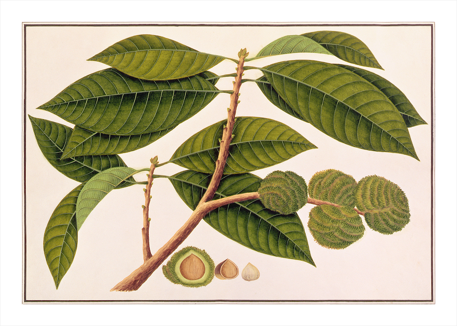 ANGLO-INDIAN BOTANICALS 3