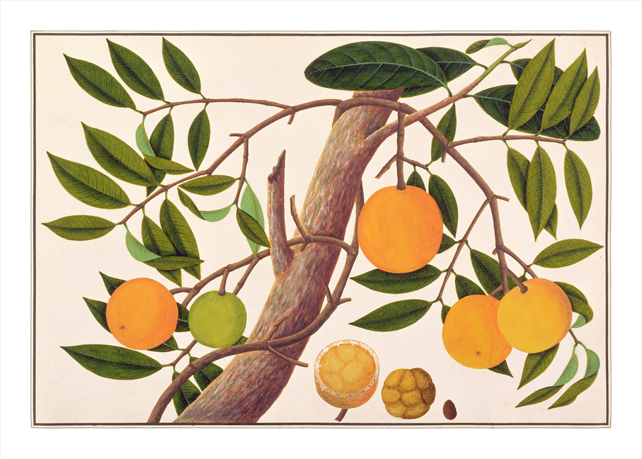 ANGLO-INDIAN BOTANICALS 3