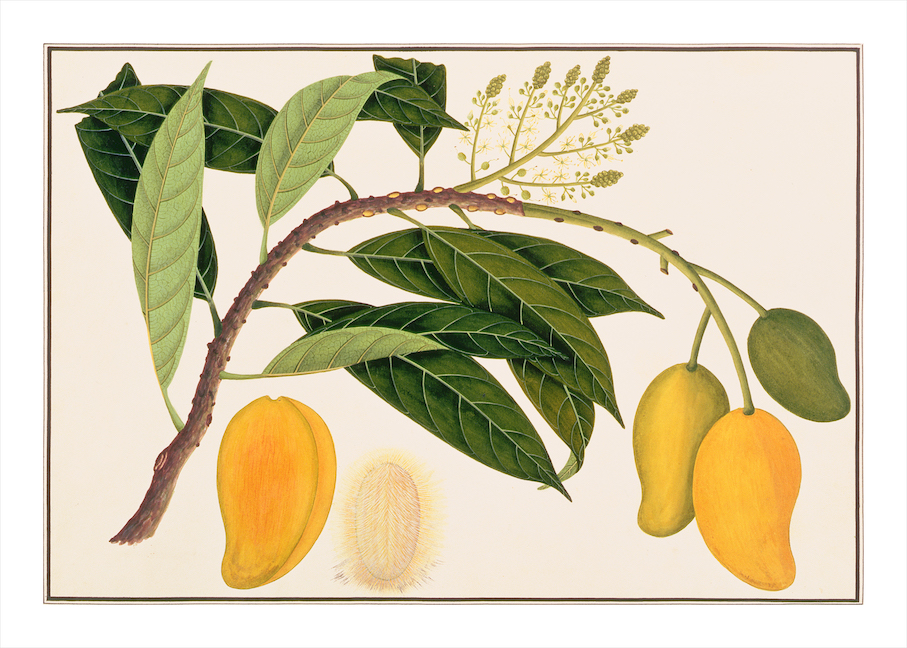 ANGLO-INDIAN BOTANICALS 3