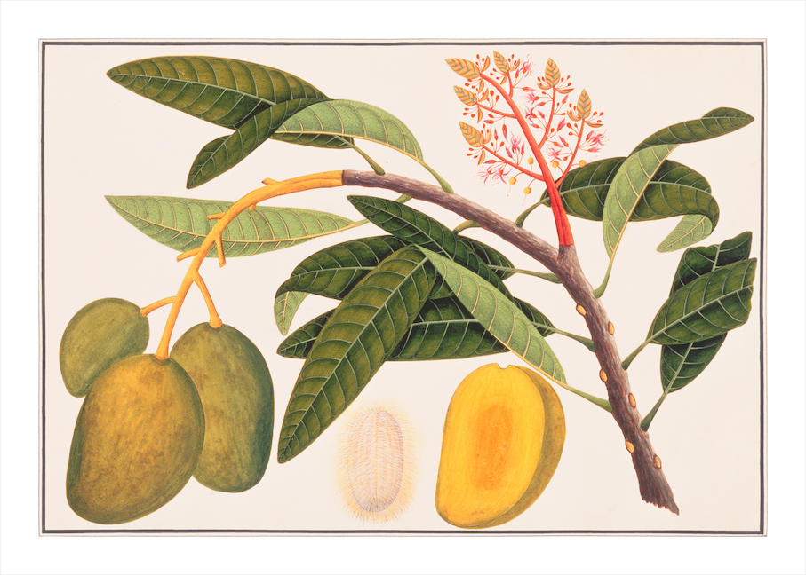 ANGLO-INDIAN BOTANICALS 3