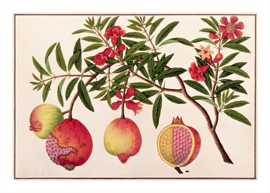 ANGLO-INDIAN BOTANICALS 3