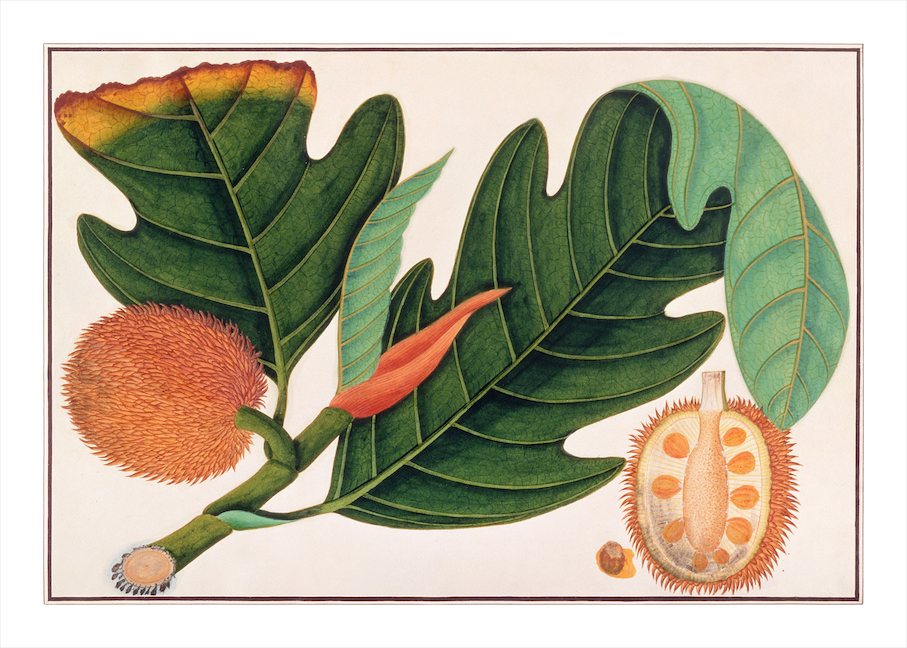 ANGLO-INDIAN BOTANICALS 3