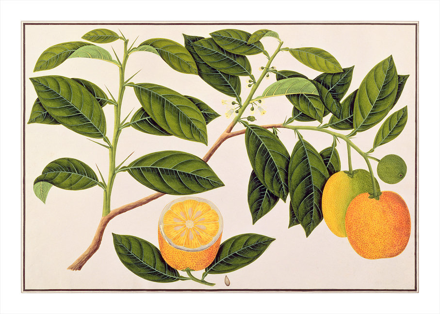 ANGLO-INDIAN BOTANICALS 3