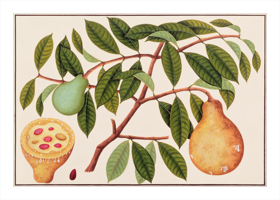 ANGLO-INDIAN BOTANICALS 3