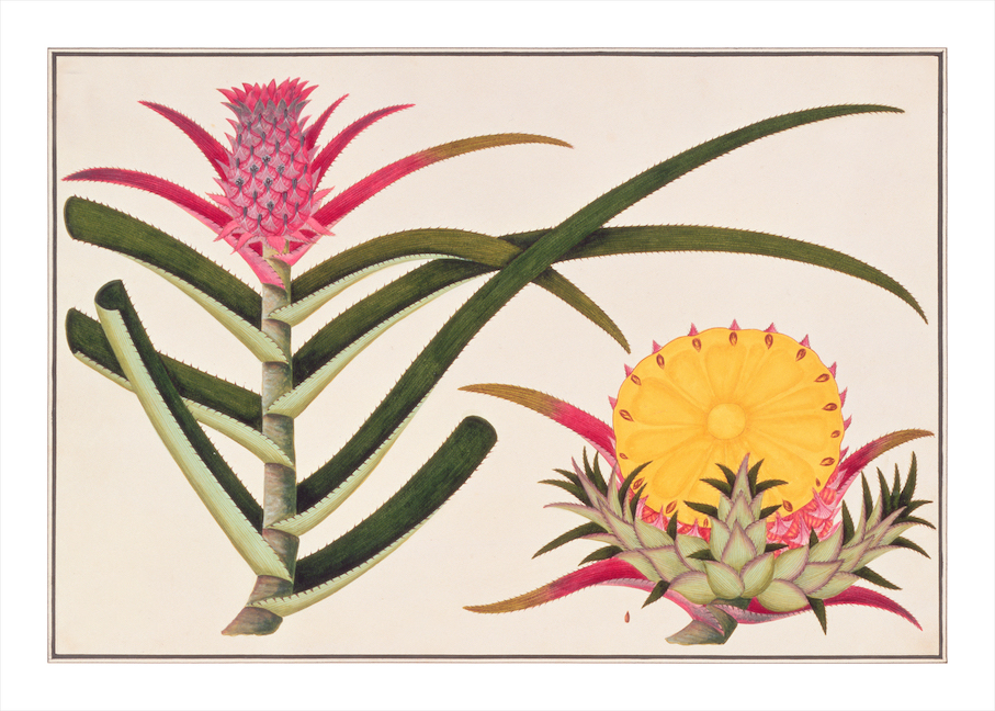 ANGLO-INDIAN BOTANICALS 3