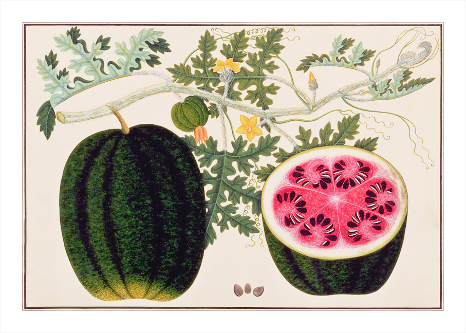 ANGLO-INDIAN BOTANICALS 3