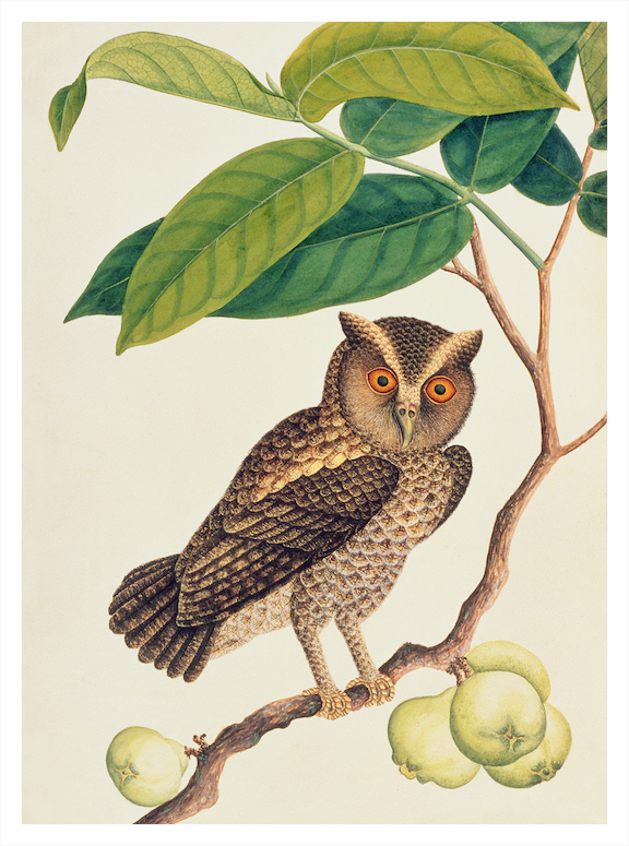 ANGLO-INDIAN ANIMALS