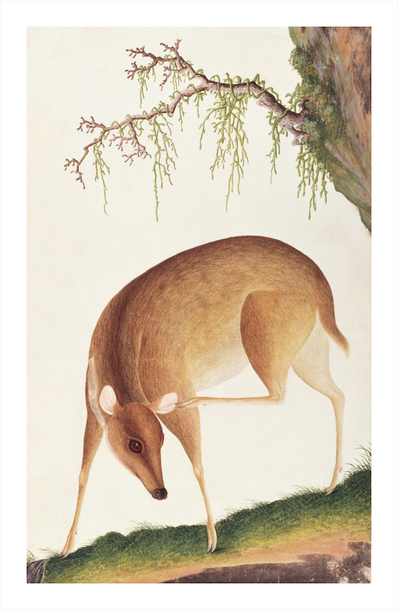 ANGLO-INDIAN ANIMALS