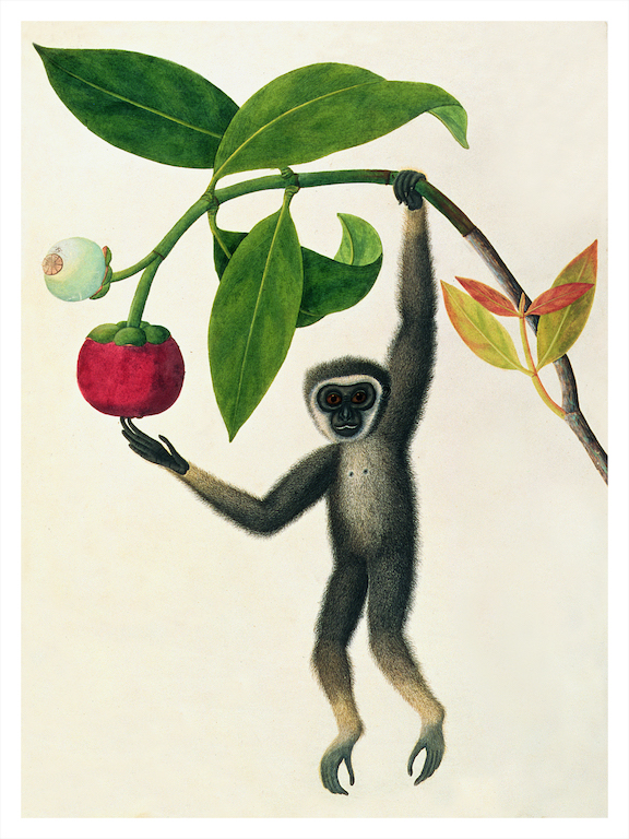 ANGLO-INDIAN ANIMALS