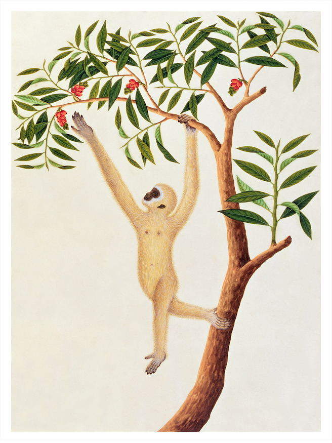 ANGLO-INDIAN ANIMALS