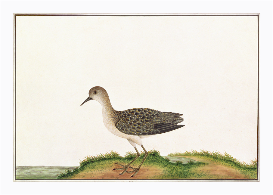 ANGLO-INDIAN BIRDS 2