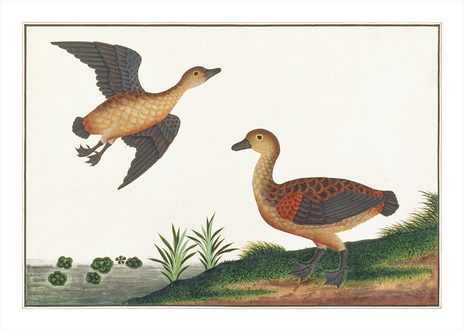 ANGLO-INDIAN BIRDS 2