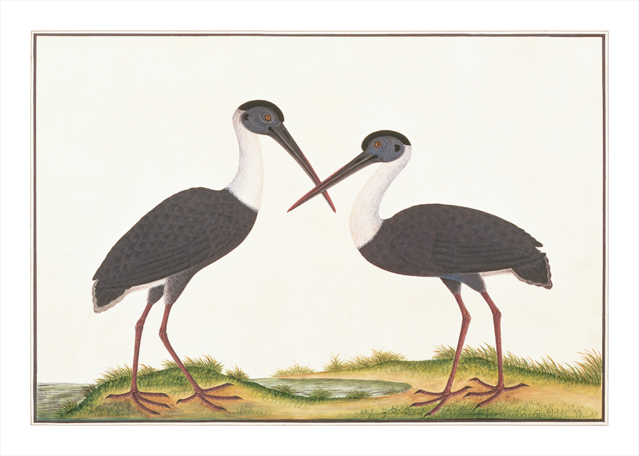 ANGLO-INDIAN BIRDS 2