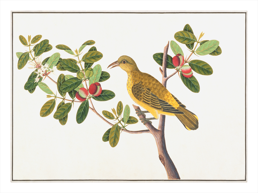 ANGLO-INDIAN BIRDS 2