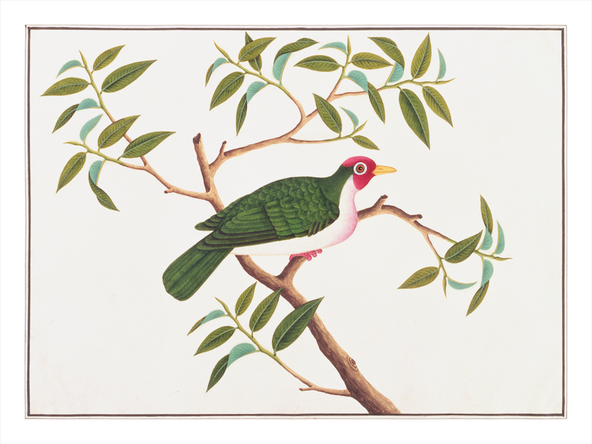 ANGLO-INDIAN BIRDS 2