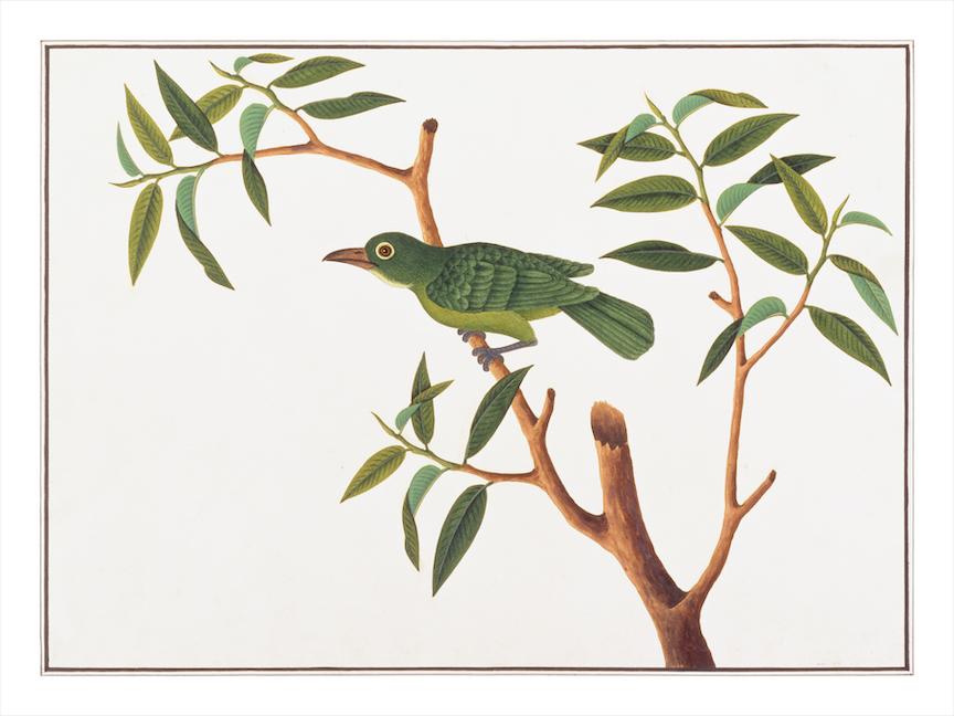 ANGLO-INDIAN BIRDS 2