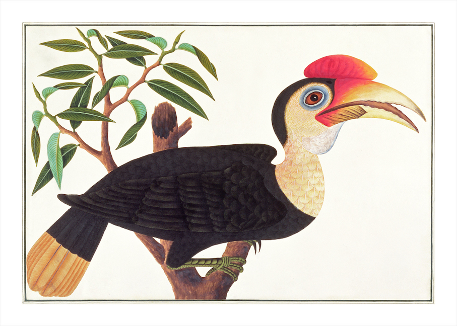 ANGLO-INDIAN BIRDS 2