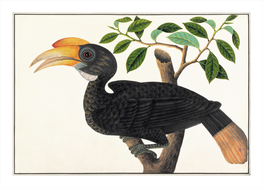 ANGLO-INDIAN BIRDS 2