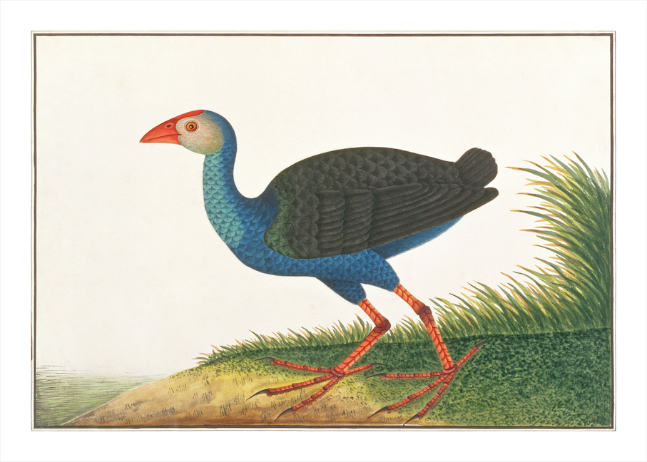 ANGLO-INDIAN BIRDS 2