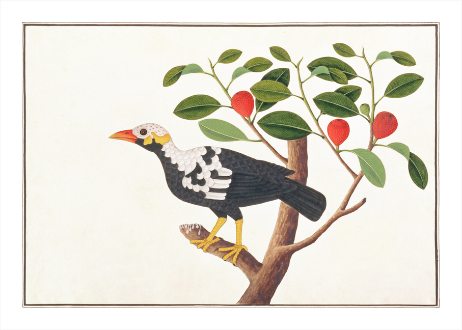 ANGLO-INDIAN BIRDS 2