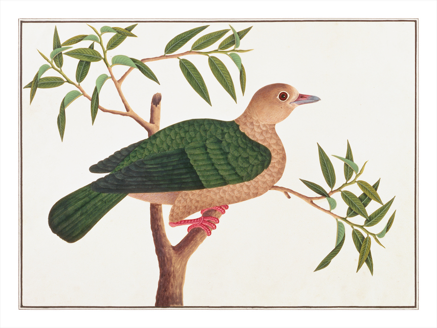 ANGLO-INDIAN BIRDS 2