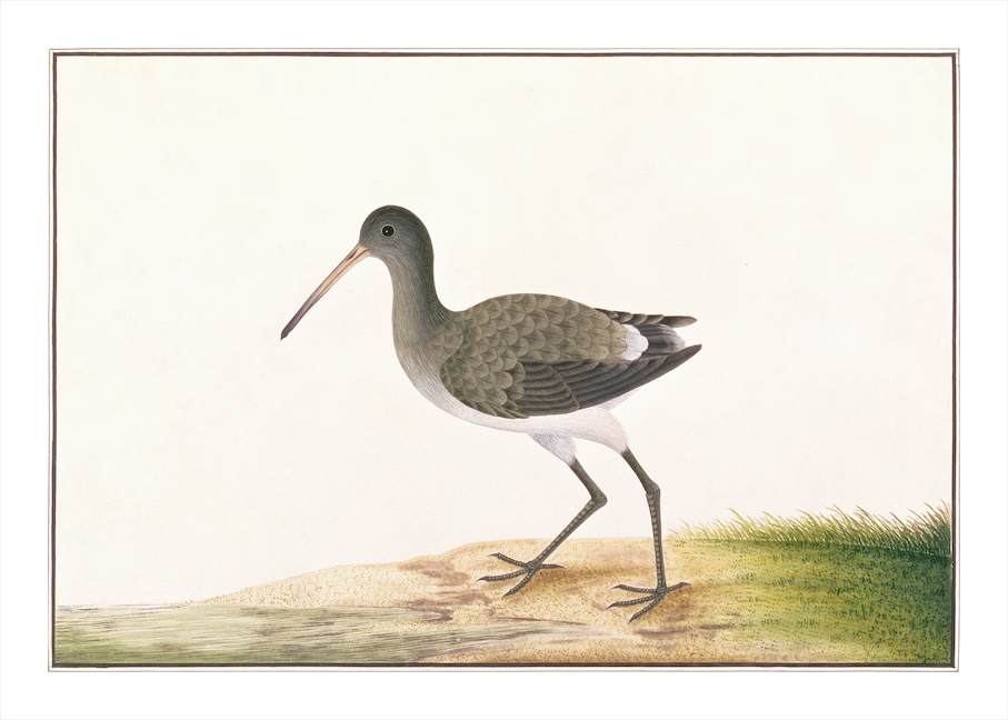 ANGLO-INDIAN BIRDS 2