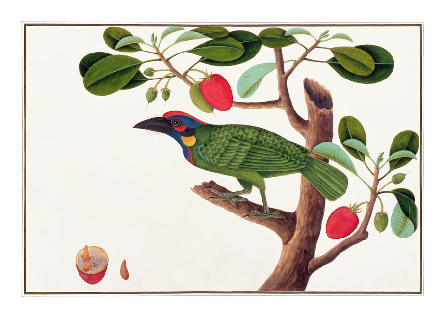 ANGLO-INDIAN BIRDS 2