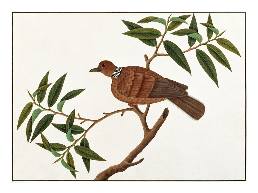 ANGLO-INDIAN BIRDS 2