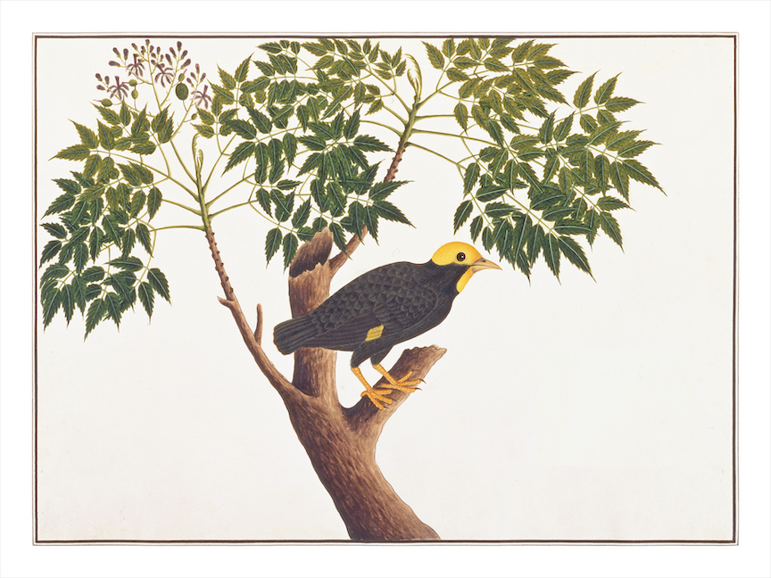 ANGLO-INDIAN BIRDS 2