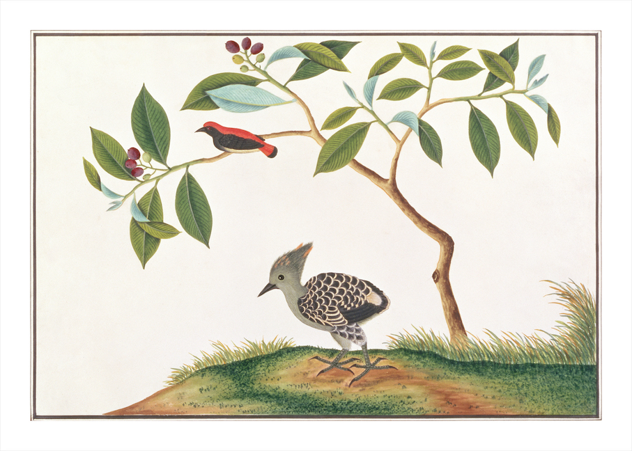 ANGLO-INDIAN BIRDS 2