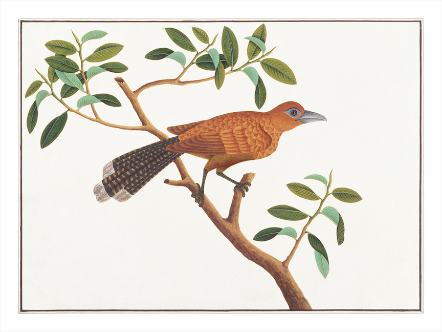 ANGLO-INDIAN BIRDS 2