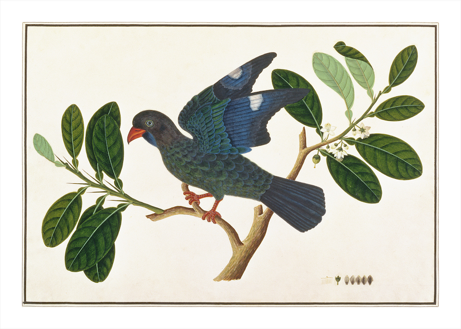 ANGLO-INDIAN BIRDS 2