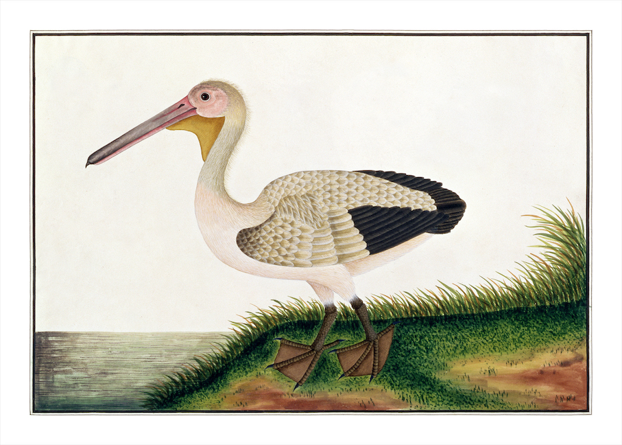 ANGLO-INDIAN BIRDS 2