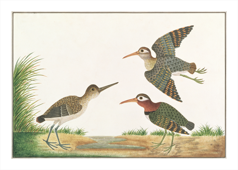 ANGLO-INDIAN BIRDS 2
