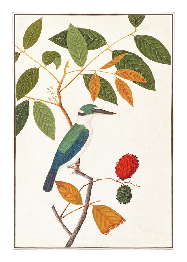 ANGLO-INDIAN BIRDS 2