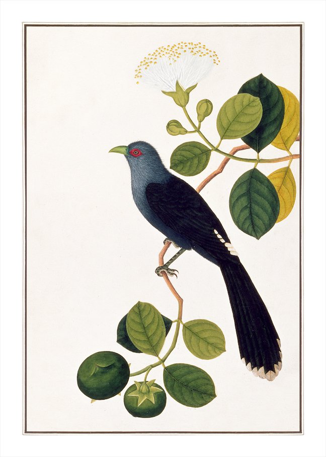 ANGLO-INDIAN BIRDS 2