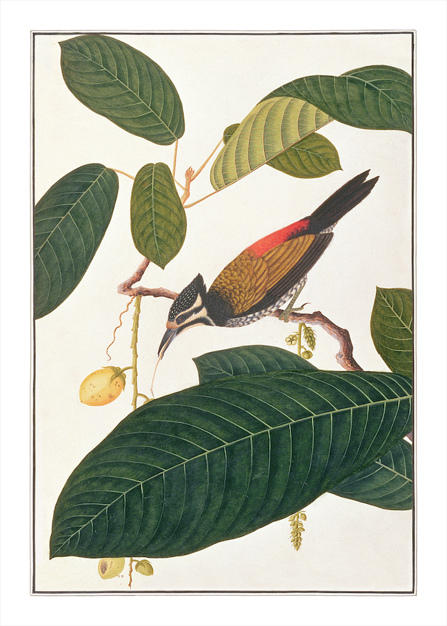 ANGLO-INDIAN BIRDS 2