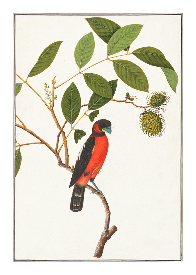 ANGLO-INDIAN BIRDS 2