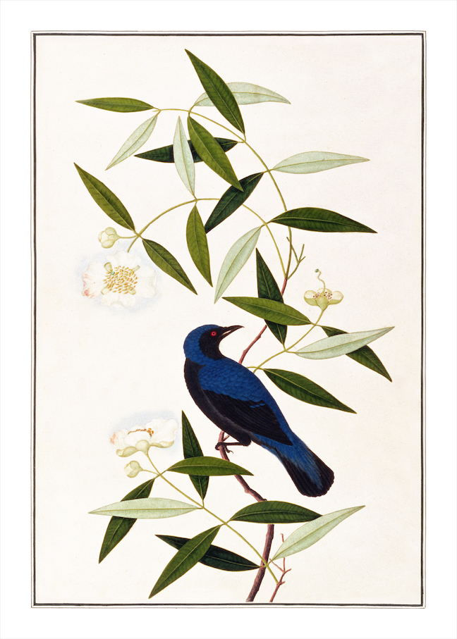 ANGLO-INDIAN BIRDS 2