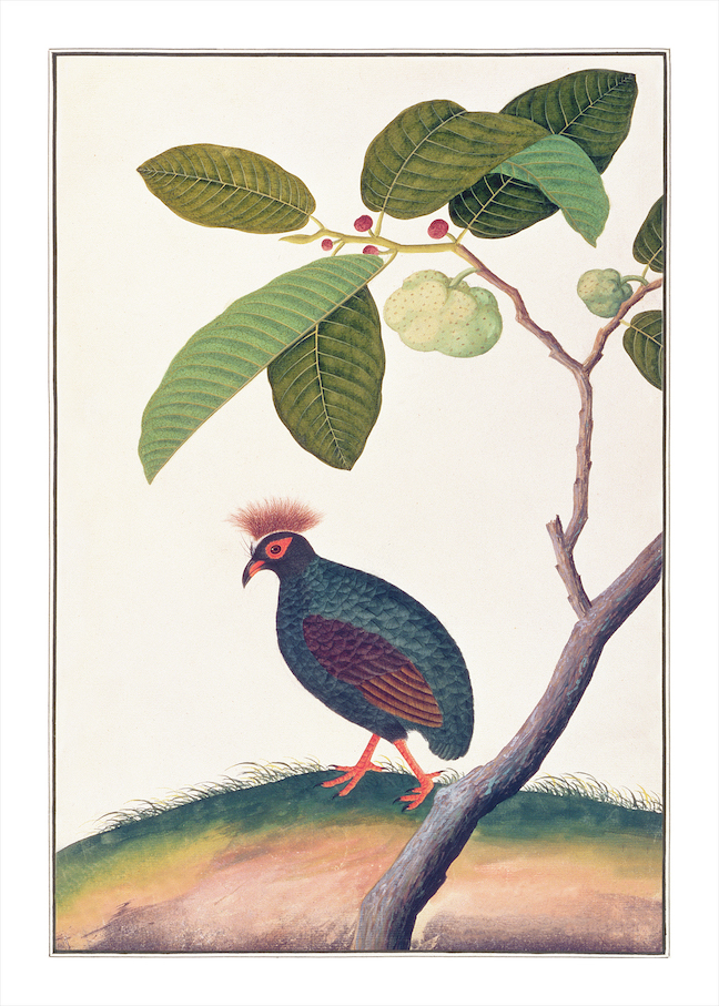 ANGLO-INDIAN BIRDS 2