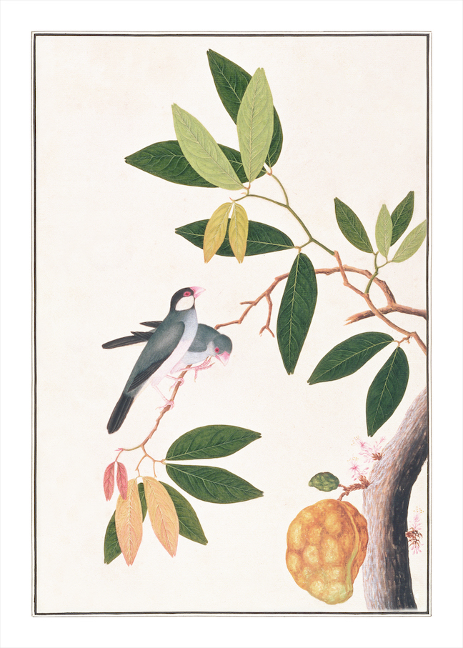 ANGLO-INDIAN BIRDS 2