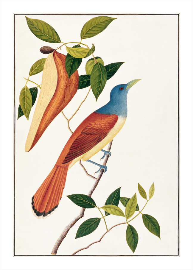 ANGLO-INDIAN BIRDS 2