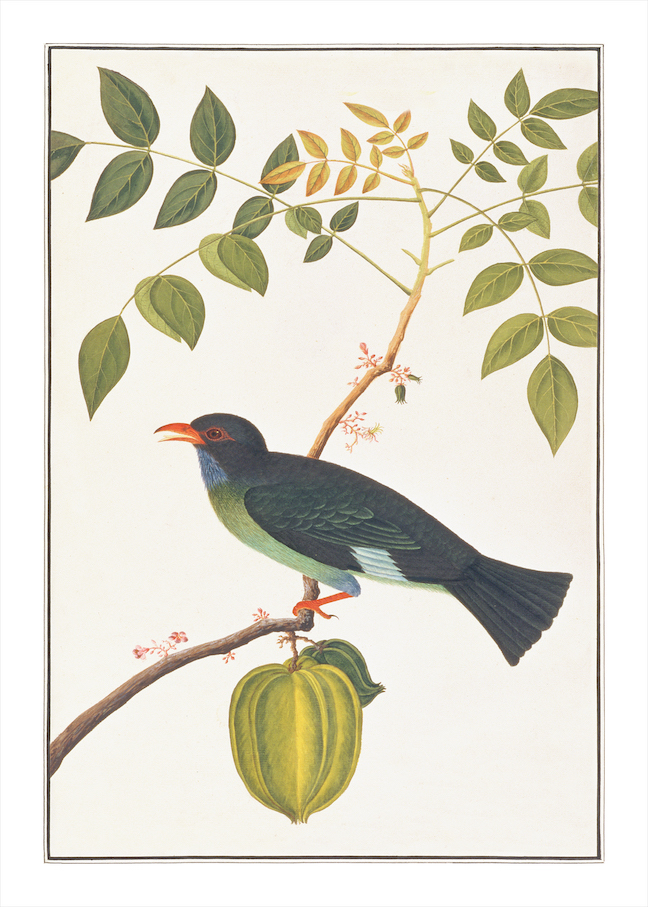 ANGLO-INDIAN BIRDS 2