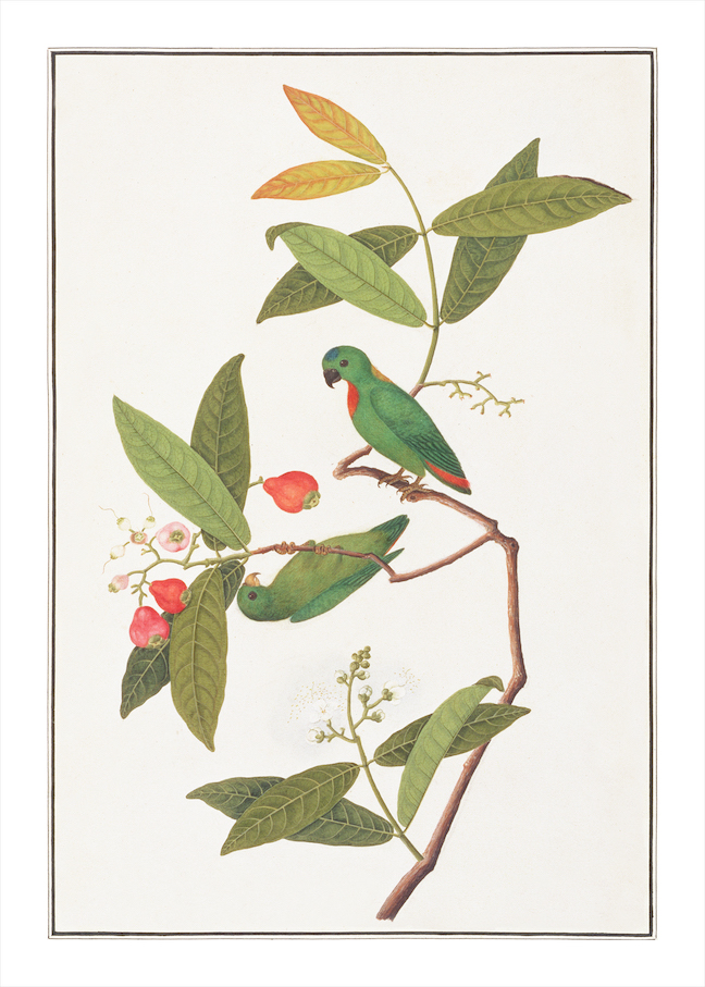 ANGLO-INDIAN BIRDS 2