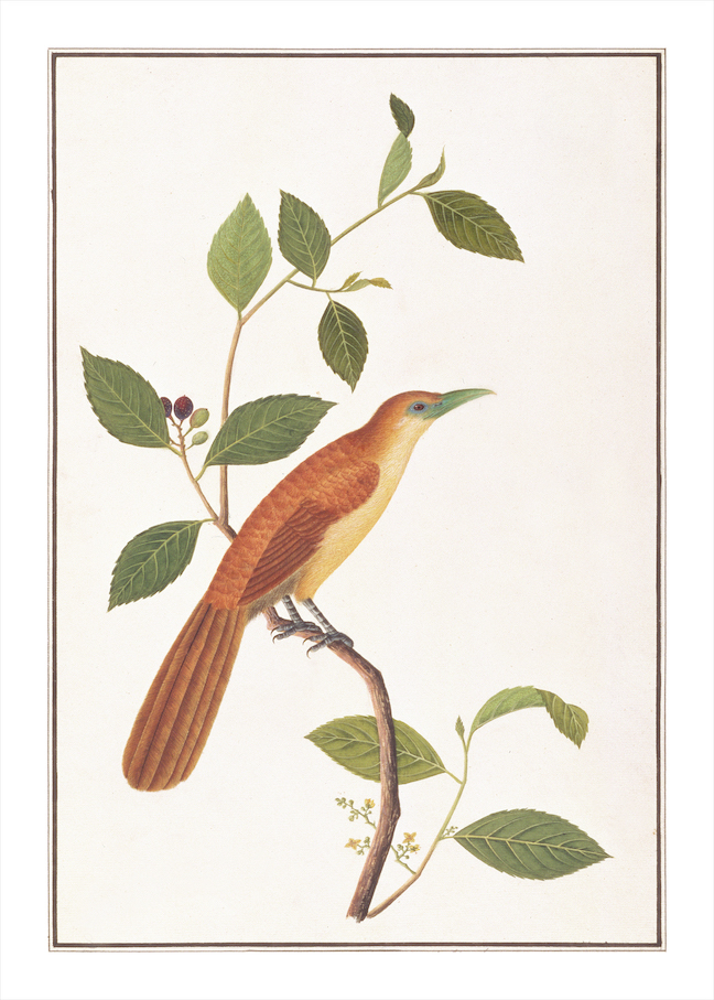 ANGLO-INDIAN BIRDS 2