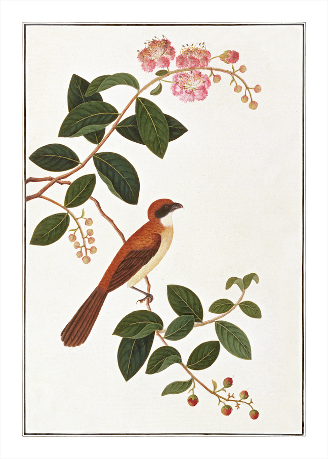 ANGLO-INDIAN BIRDS 2