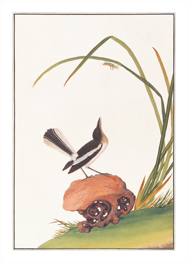 ANGLO-INDIAN BIRDS 2