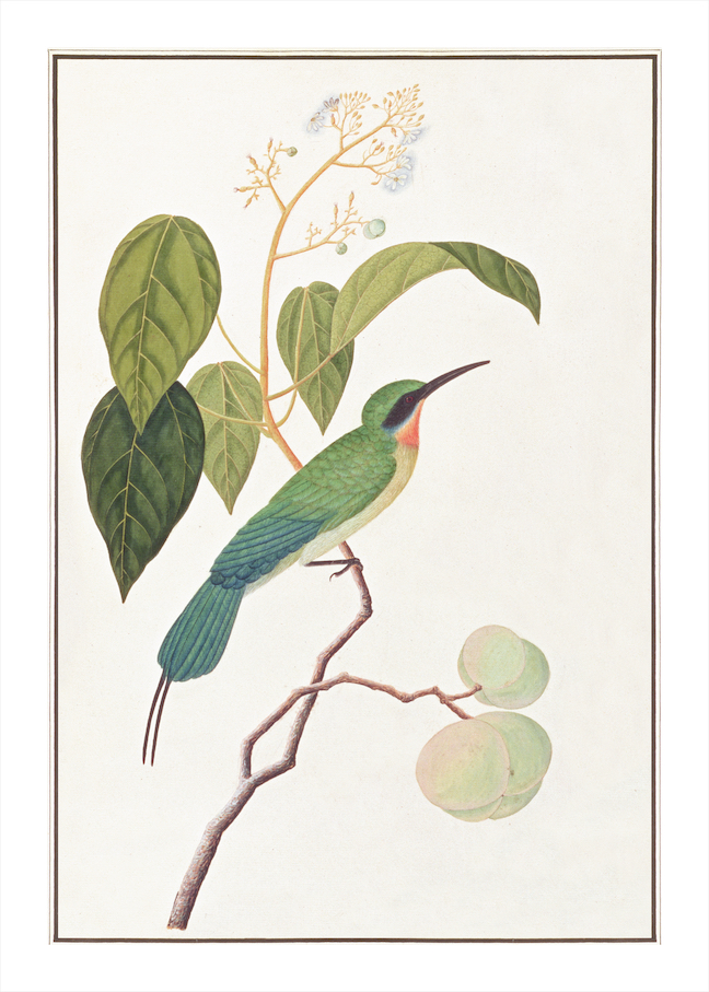 ANGLO-INDIAN BIRDS 2