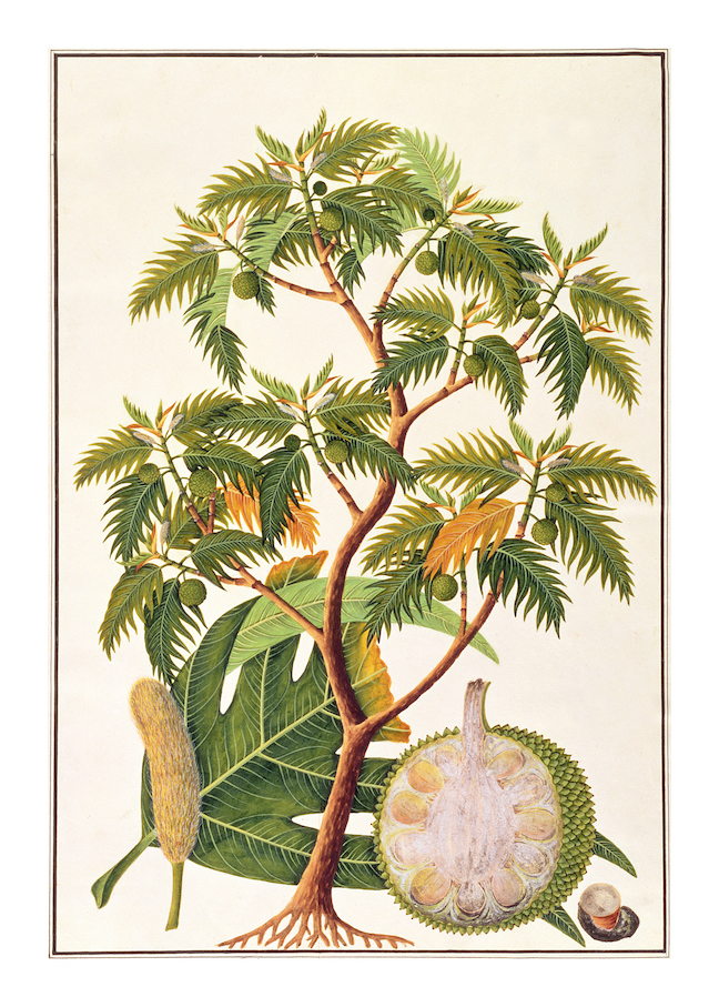 ANGLO-INDIAN TREES
