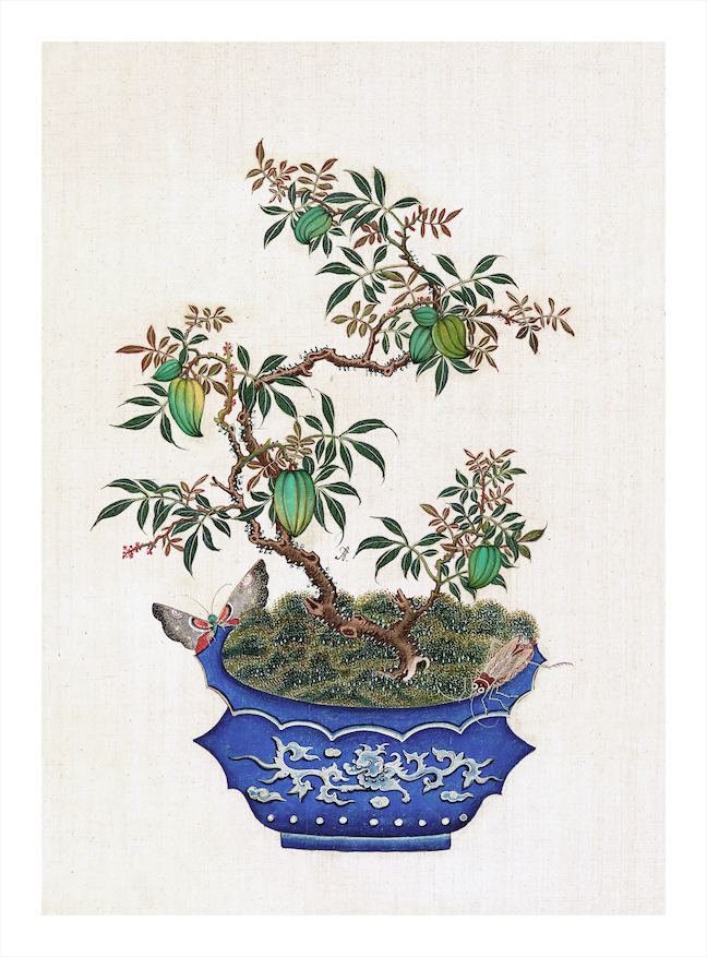 CHINESE BONSAI TREES